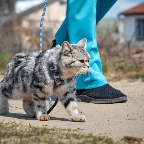 Collars, Leashes & Harnesses