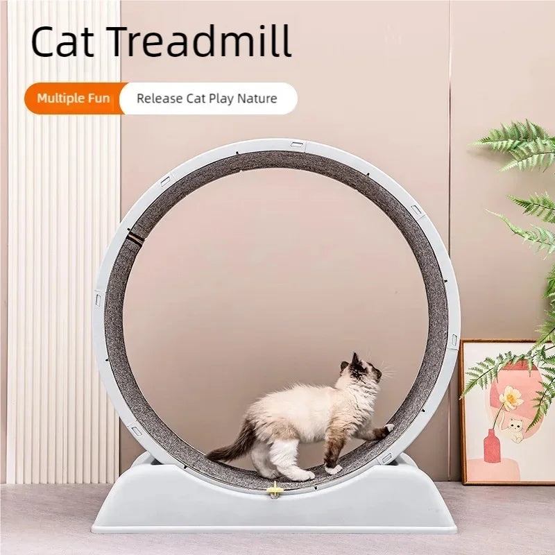 Cat treadmill