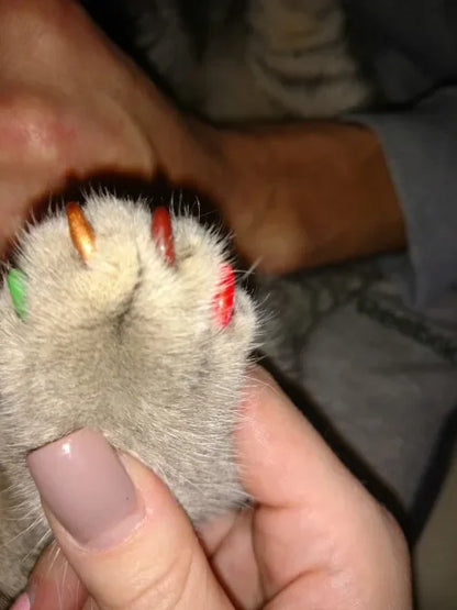 Soft Claw Caps for Cats with free Adhesive Glue + Applicator