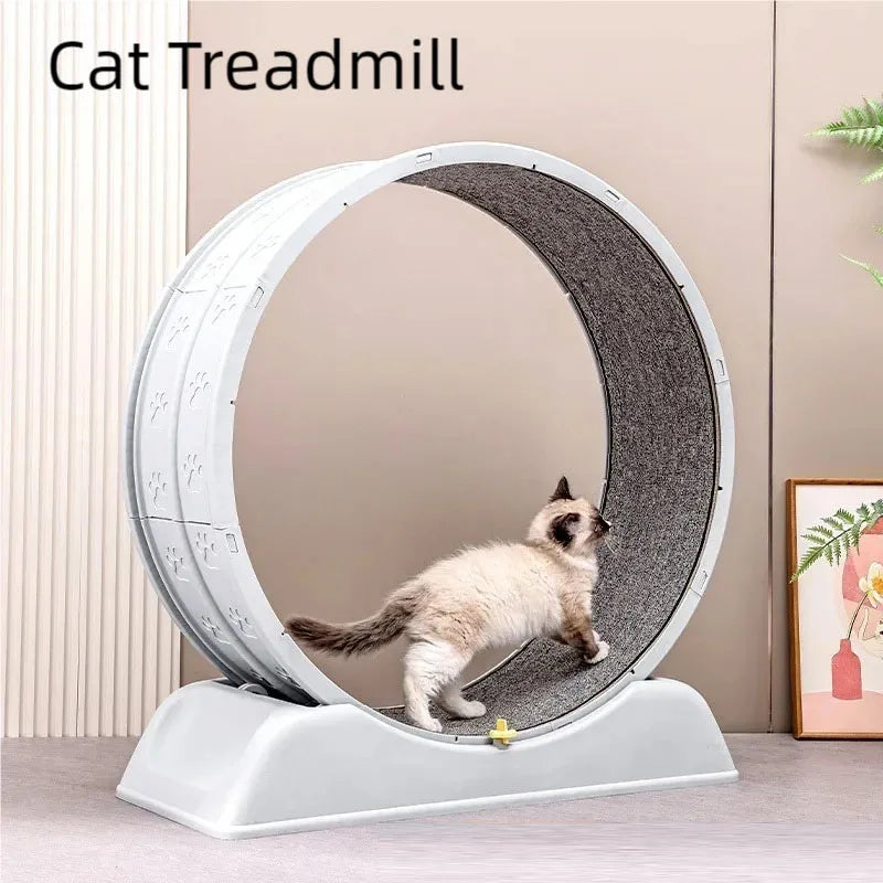 Cat treadmill