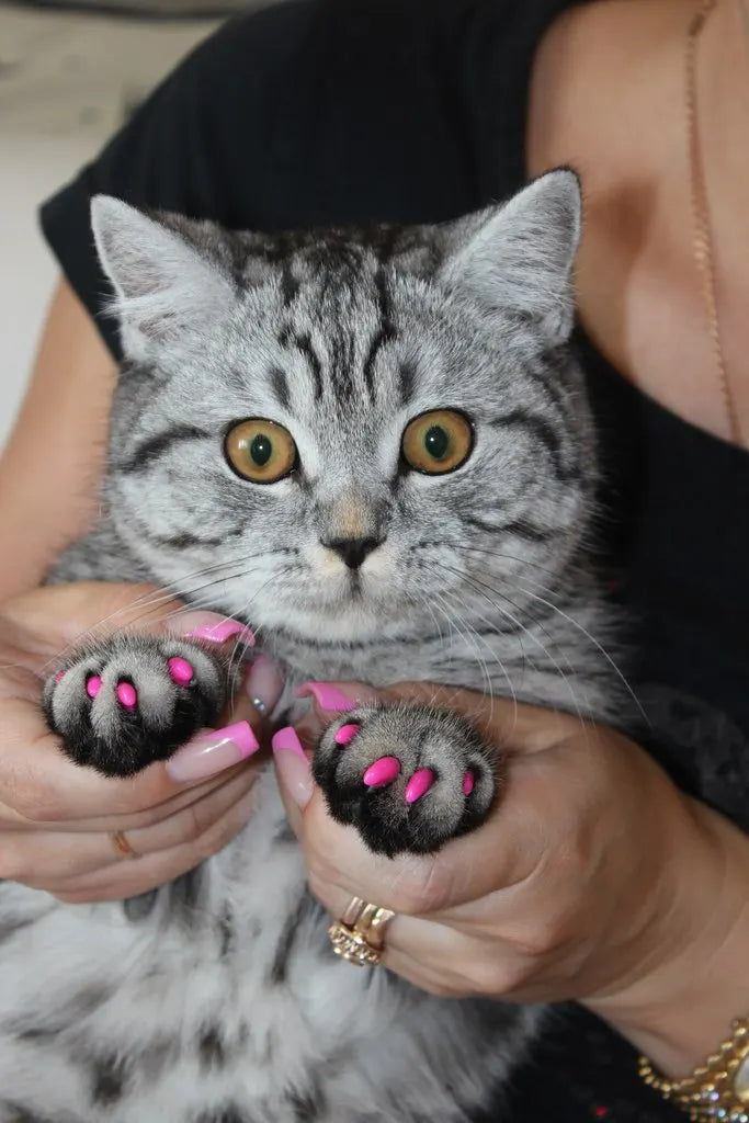 Soft Claw Caps for Cats with free Adhesive Glue + Applicator