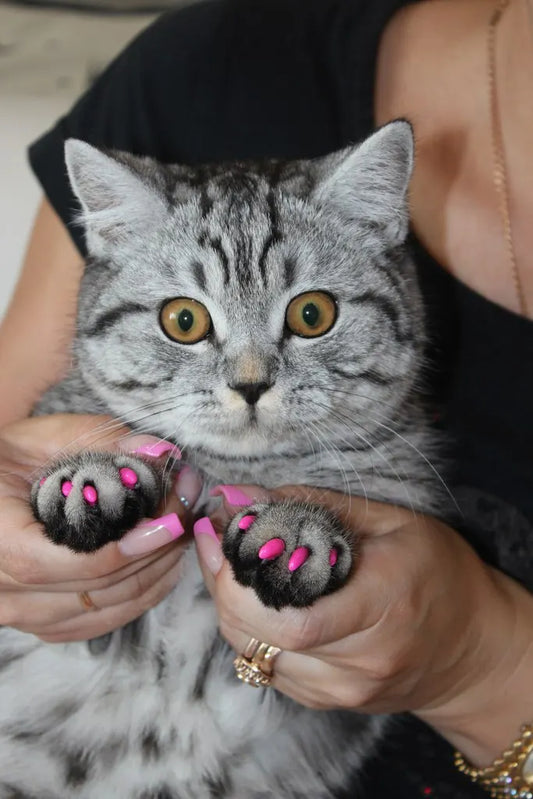 Soft Claw Caps for Cats with free Adhesive Glue + Applicator