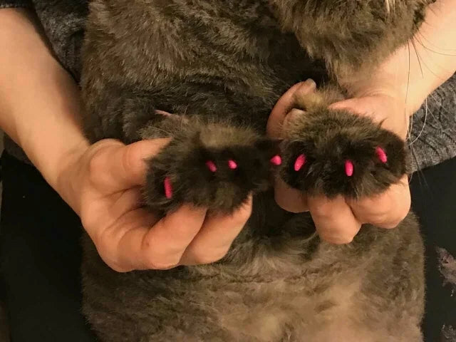 Soft Claw Caps for Cats with free Adhesive Glue + Applicator
