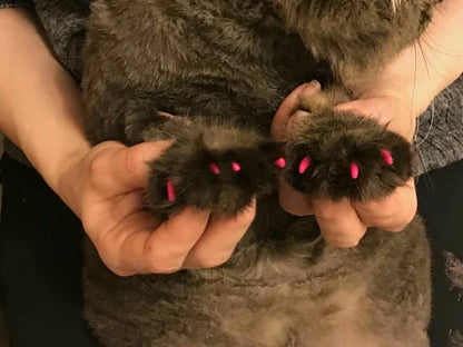 Soft Claw Caps for Cats with free Adhesive Glue + Applicator